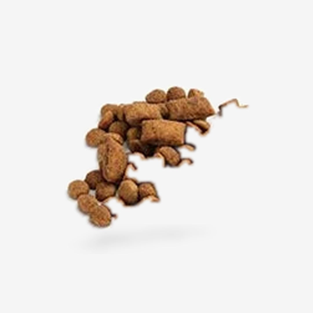 Interactive Slow Feeder Puzzle Bowl for Dogs